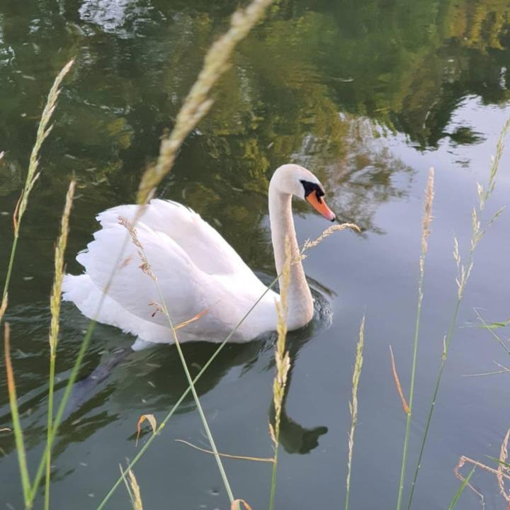 De Vliegende Vlinder Nederweert Exterior foto