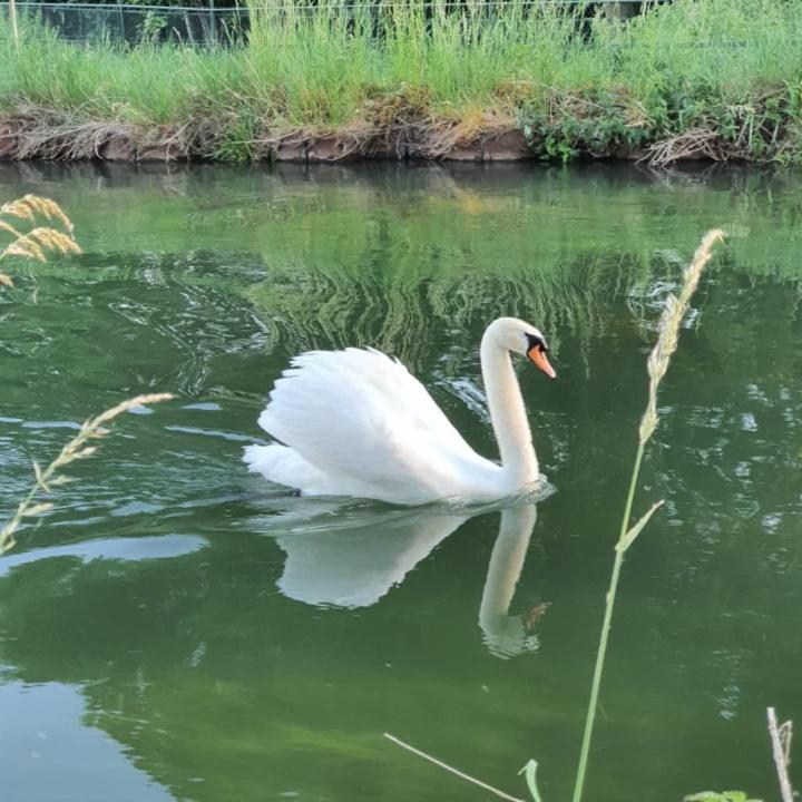De Vliegende Vlinder Nederweert Exterior foto